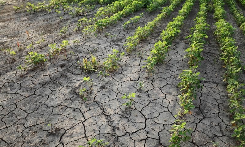 CLIMATE CHANGE AND AGRICULTURE IN BANGLADESH: BRIDGING NDC 3.0 AMBITIONS WITH COP30 FINANCING COMMITMENTS